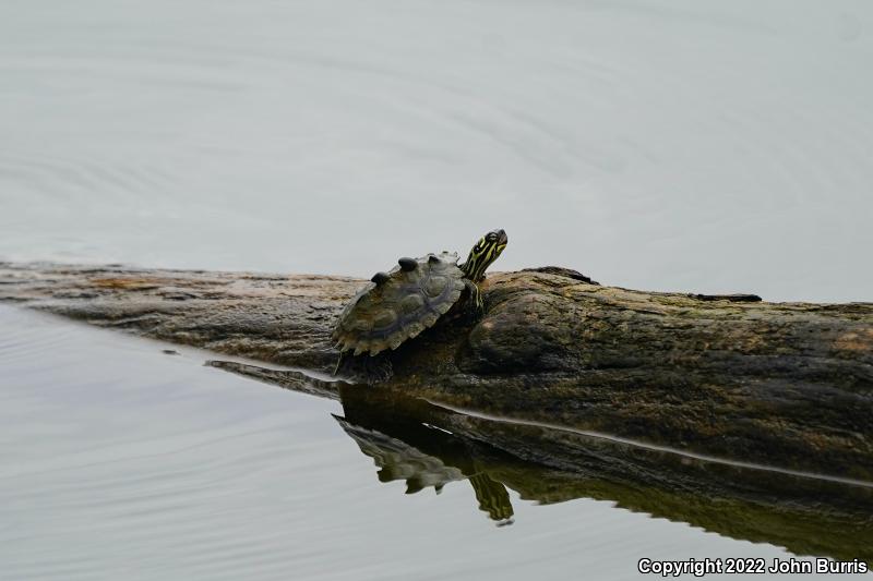 Black-knobbed Map Turtle (Graptemys nigrinoda nigrinoda)