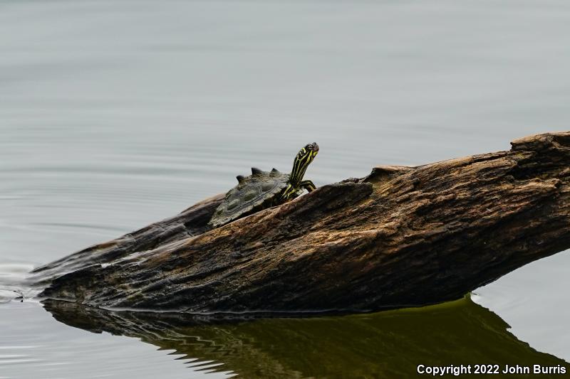 Black-knobbed Map Turtle (Graptemys nigrinoda nigrinoda)