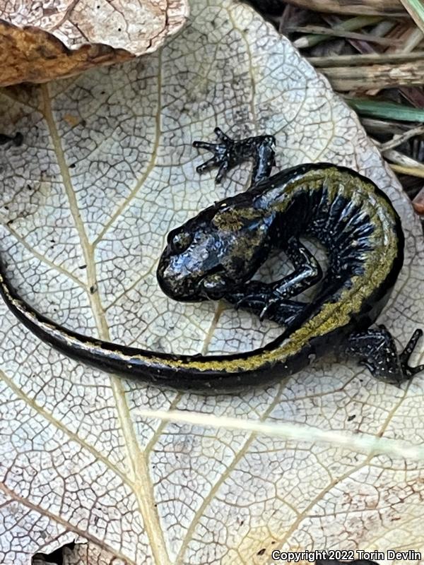 Coeur D'Alene Salamander (Plethodon idahoensis)