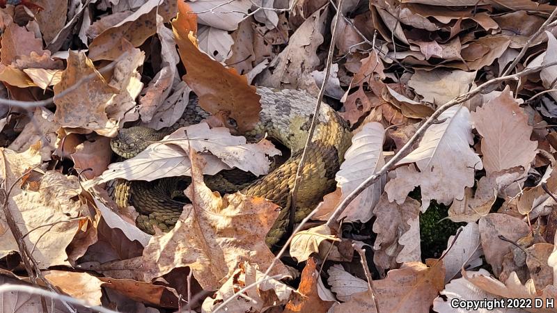 Timber Rattlesnake (Crotalus horridus)