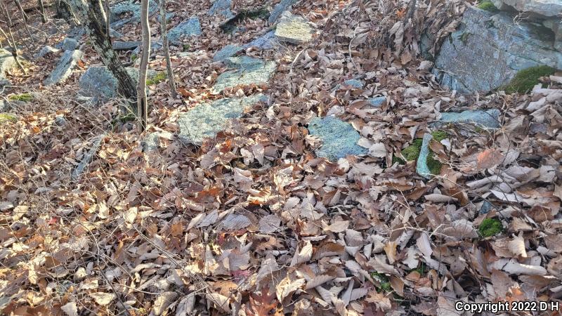 Timber Rattlesnake (Crotalus horridus)