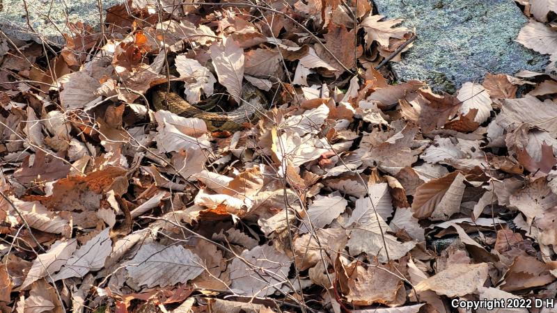 Timber Rattlesnake (Crotalus horridus)