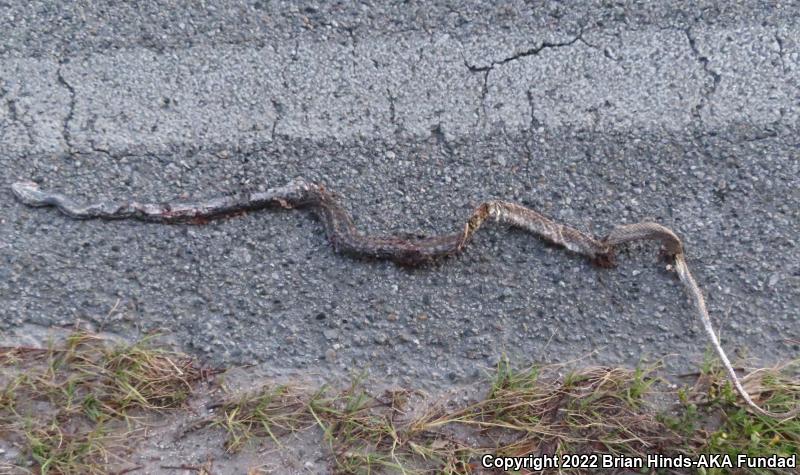 Eastern Coachwhip (Coluber flagellum flagellum)