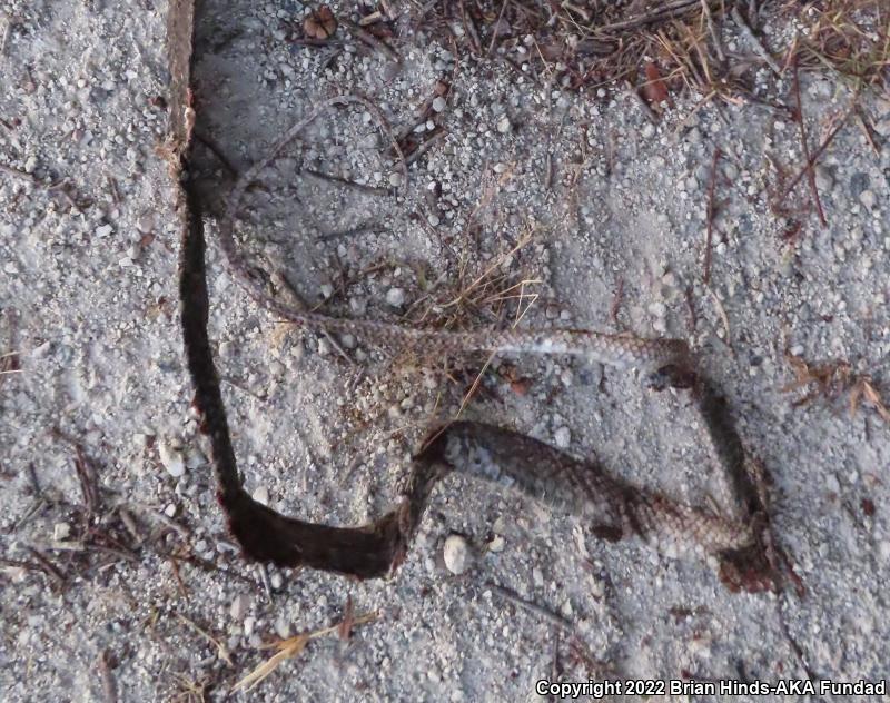 Eastern Coachwhip (Coluber flagellum flagellum)