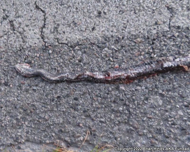 Eastern Coachwhip (Coluber flagellum flagellum)