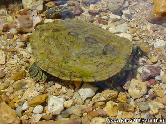 Northern Map Turtle (Graptemys geographica)