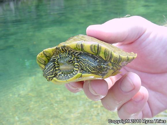 Northern Map Turtle (Graptemys geographica)