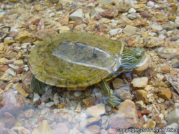 Northern Map Turtle (Graptemys geographica)