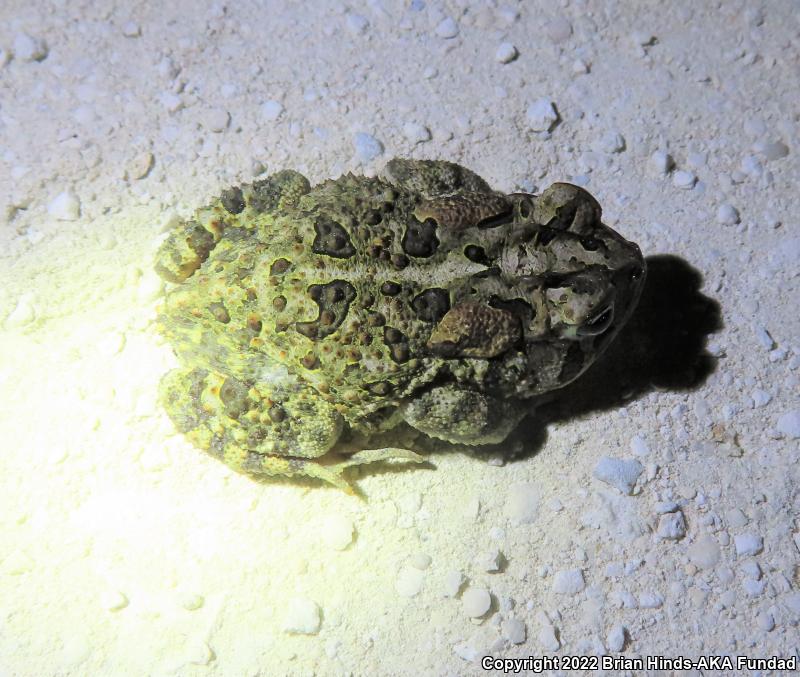 Southern Toad (Anaxyrus terrestris)