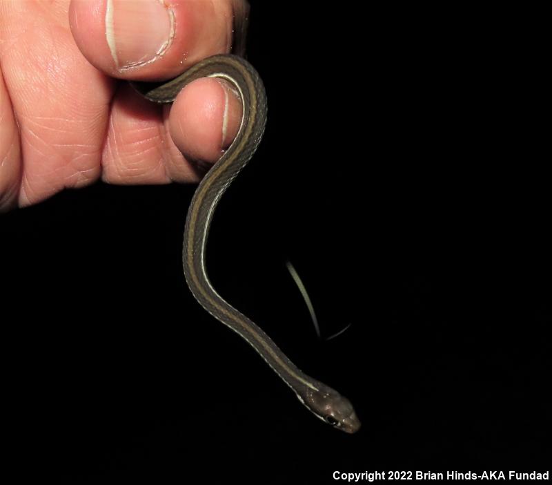 Peninsula Ribbonsnake (Thamnophis sauritus sackenii)