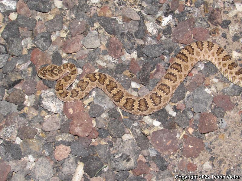 Great Basin Rattlesnake (Crotalus oreganus lutosus)