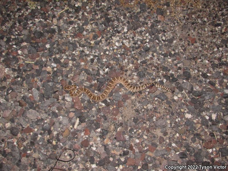 Great Basin Rattlesnake (Crotalus oreganus lutosus)