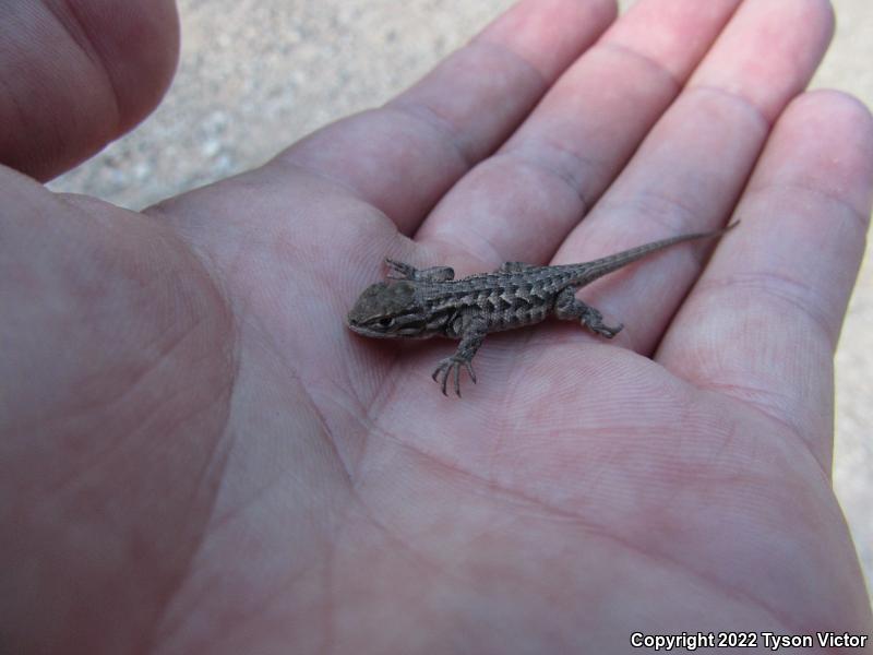 Northern Sagebrush Lizard (Sceloporus graciosus graciosus)