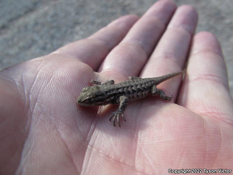 Northern Sagebrush Lizard (Sceloporus graciosus graciosus)