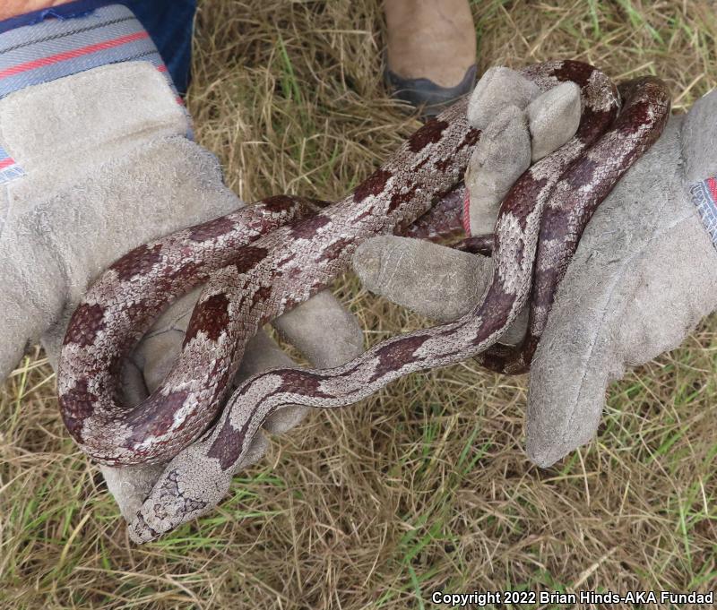 Gray Ratsnake (Pantherophis obsoletus spiloides)