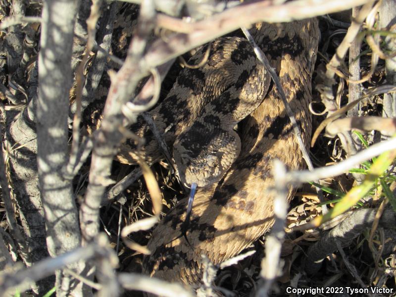 Great Basin Rattlesnake (Crotalus oreganus lutosus)