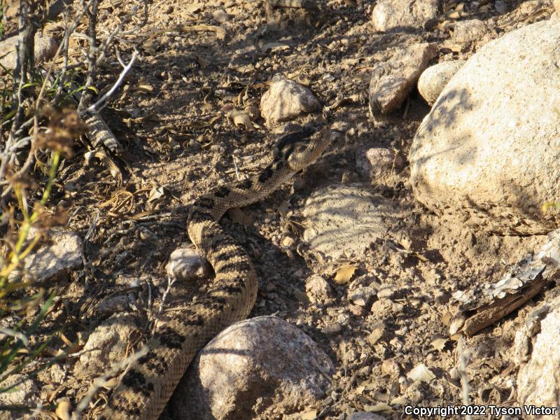 Great Basin Rattlesnake (Crotalus oreganus lutosus)