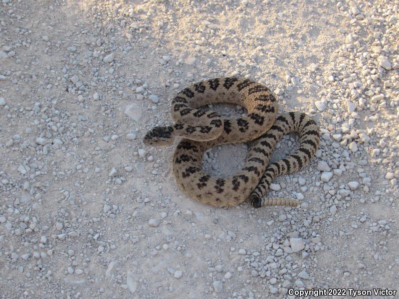 Great Basin Rattlesnake (Crotalus oreganus lutosus)