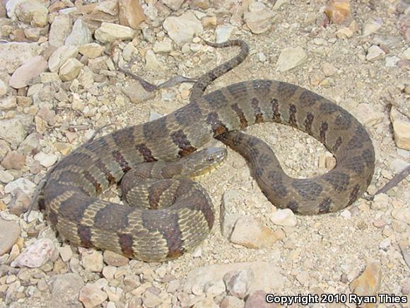 Midland Watersnake (Nerodia sipedon pleuralis)