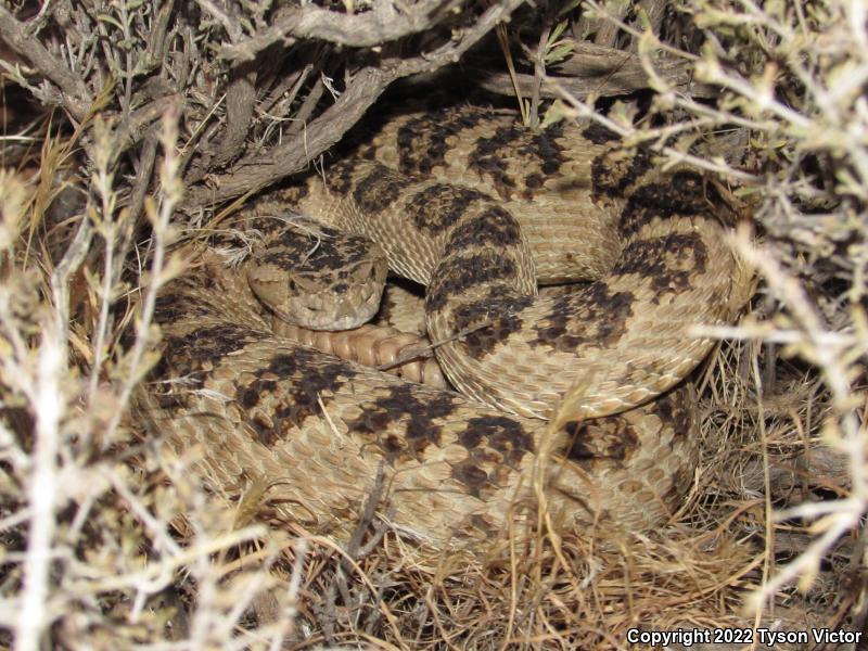 Great Basin Rattlesnake (Crotalus oreganus lutosus)