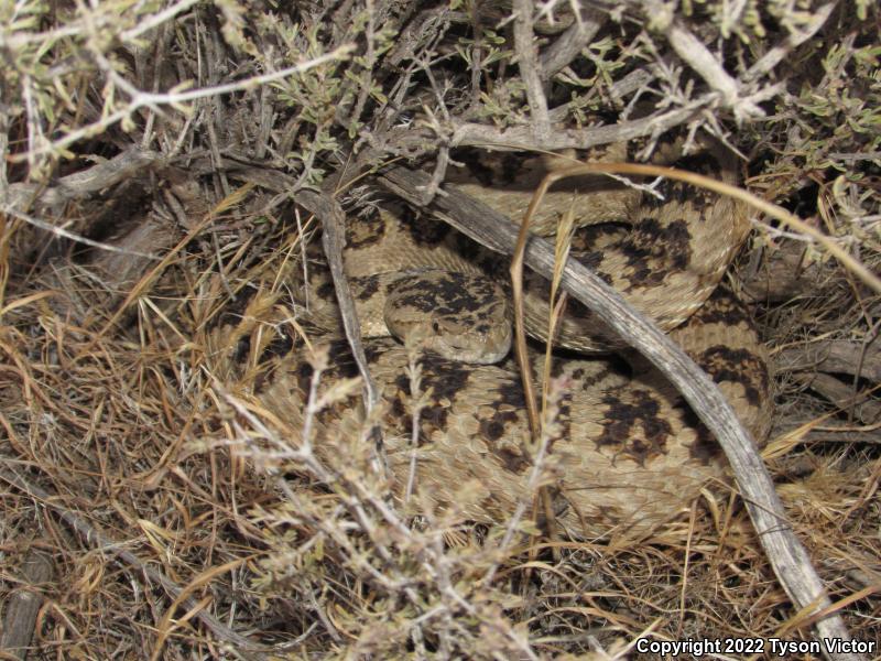 Great Basin Rattlesnake (Crotalus oreganus lutosus)