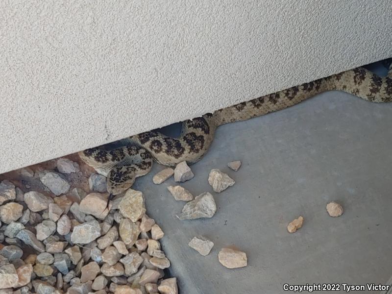 Great Basin Rattlesnake (Crotalus oreganus lutosus)