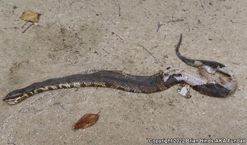 Florida Cottonmouth (Agkistrodon piscivorus conanti)