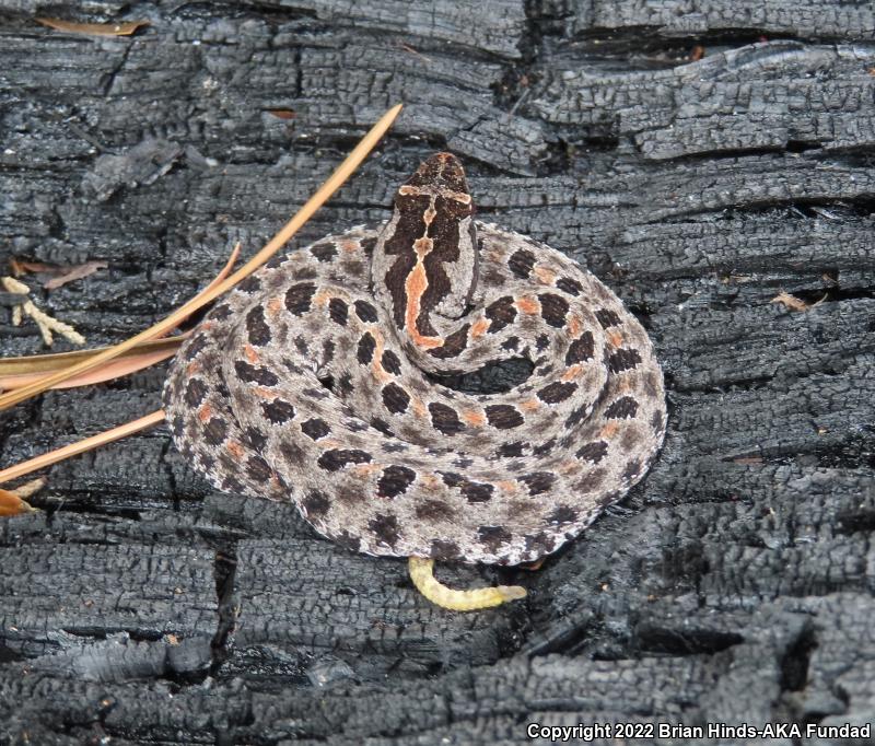 Dusky Pigmy Rattlesnake (Sistrurus miliarius barbouri)