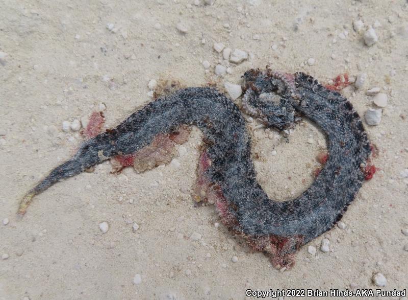 Dusky Pigmy Rattlesnake (Sistrurus miliarius barbouri)