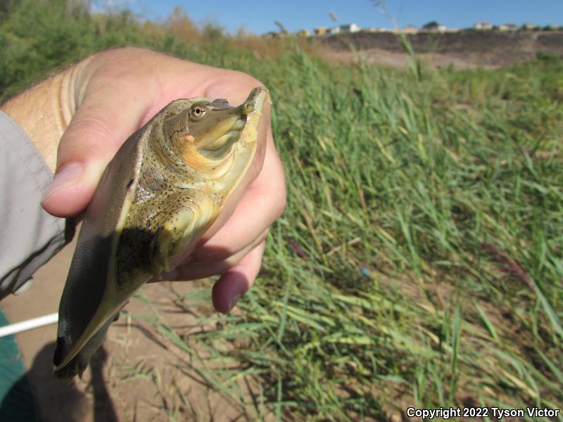 Texas Spiny Softshell (Apalone spinifera emoryi)