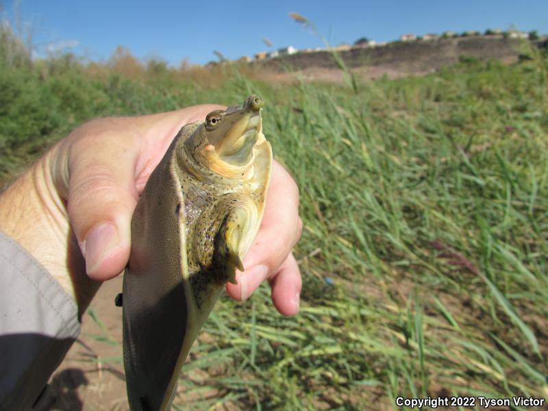 Texas Spiny Softshell (Apalone spinifera emoryi)