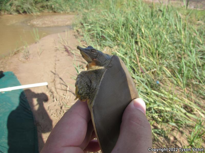 Texas Spiny Softshell (Apalone spinifera emoryi)