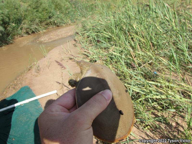 Texas Spiny Softshell (Apalone spinifera emoryi)