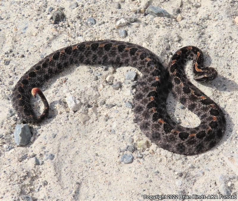 Dusky Pigmy Rattlesnake (Sistrurus miliarius barbouri)