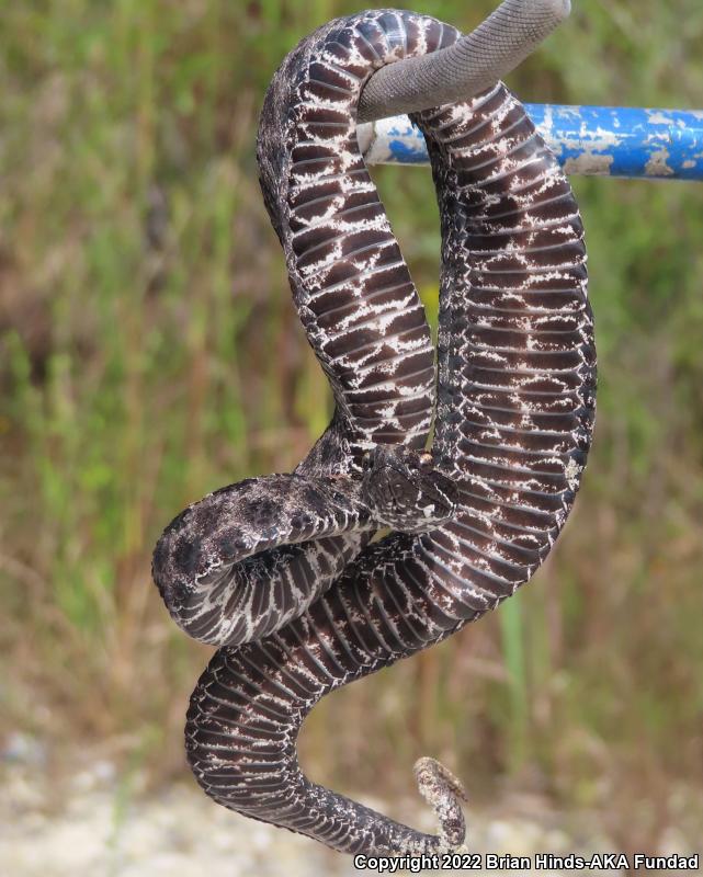 Dusky Pigmy Rattlesnake (Sistrurus miliarius barbouri)