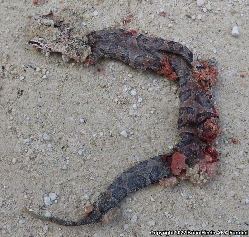 Florida Cottonmouth (Agkistrodon piscivorus conanti)