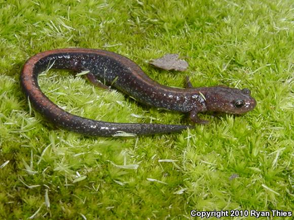 Southern Red-backed Salamander (Plethodon serratus)