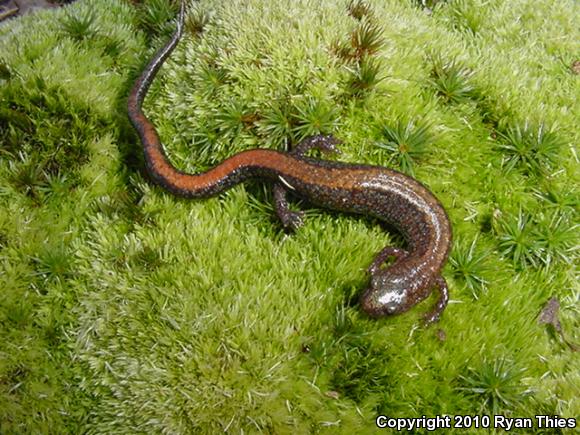 Southern Red-backed Salamander (Plethodon serratus)