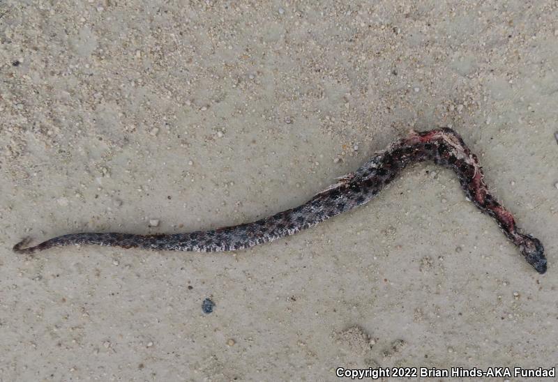 Dusky Pigmy Rattlesnake (Sistrurus miliarius barbouri)