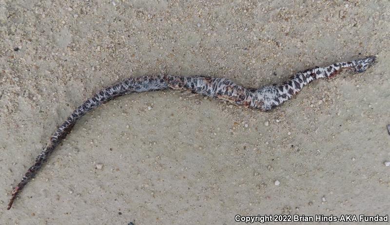 Dusky Pigmy Rattlesnake (Sistrurus miliarius barbouri)