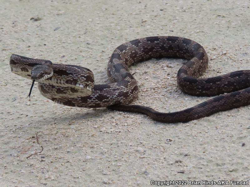 Gray Ratsnake (Pantherophis obsoletus spiloides)