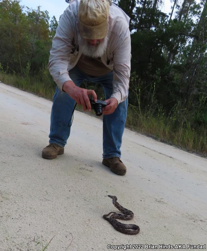 Gray Ratsnake (Pantherophis obsoletus spiloides)