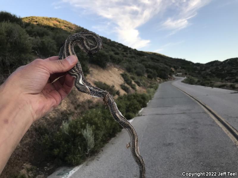 Coast Patch-nosed Snake (Salvadora hexalepis virgultea)