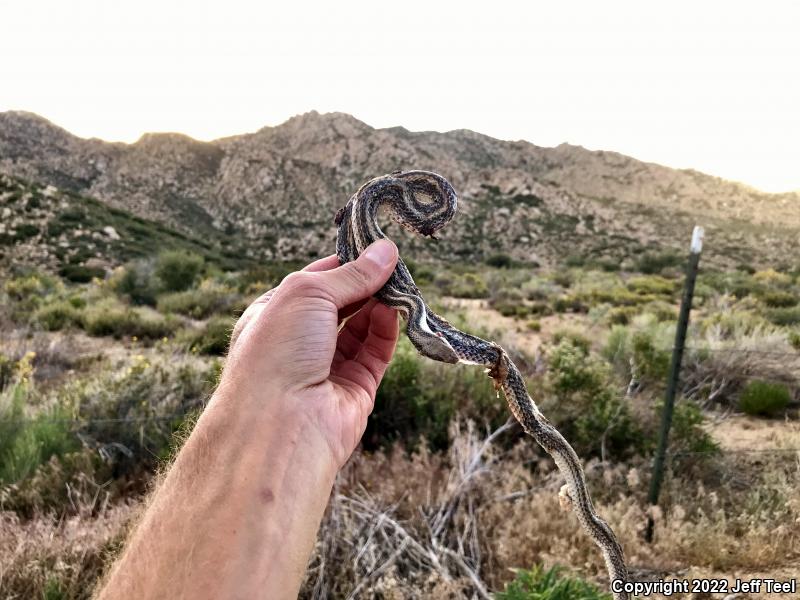 Coast Patch-nosed Snake (Salvadora hexalepis virgultea)