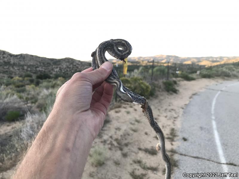 Coast Patch-nosed Snake (Salvadora hexalepis virgultea)