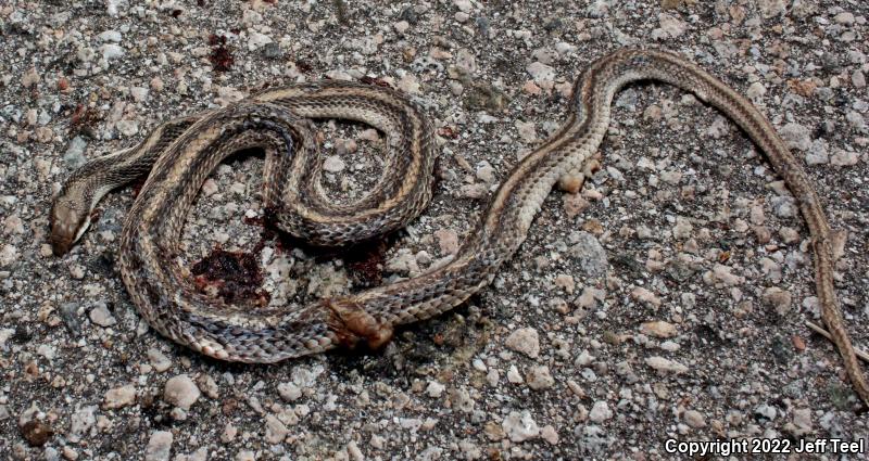 Coast Patch-nosed Snake (Salvadora hexalepis virgultea)