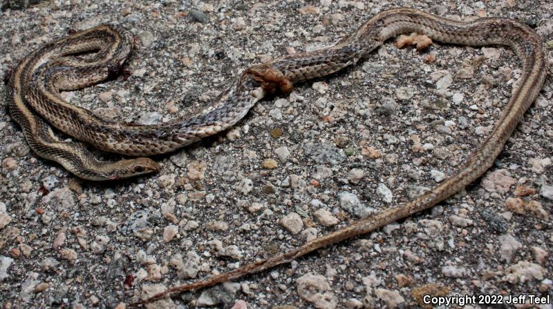 Coast Patch-nosed Snake (Salvadora hexalepis virgultea)