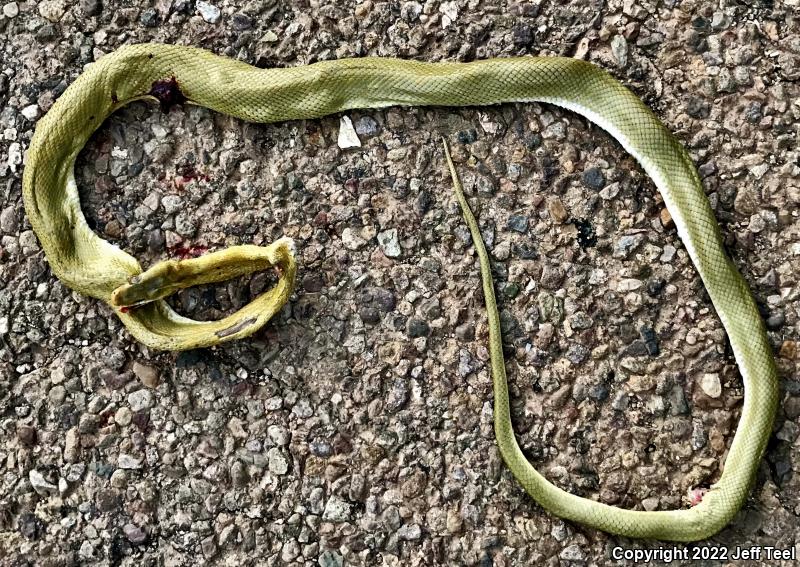 Green Ratsnake (Senticolis triaspis intermedia)