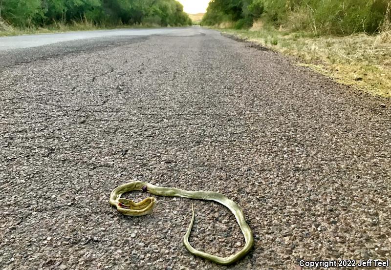 Green Ratsnake (Senticolis triaspis intermedia)