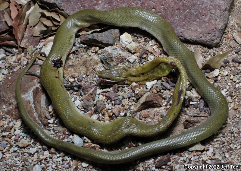 Green Ratsnake (Senticolis triaspis intermedia)